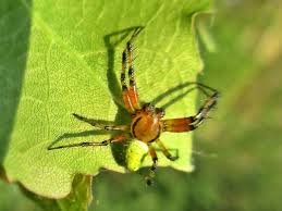 Attēlu rezultāti vaicājumam “Araniella male”