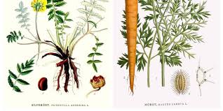 Attēlu rezultāti vaicājumam “Potentilla argentea fruit”