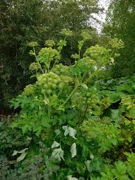Image result for Angelica archangelica