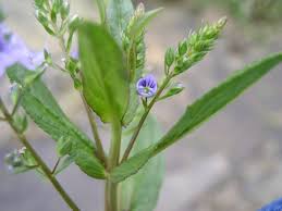 Attēlu rezultāti vaicājumam “Veronica anagallis-aquatica leaf”