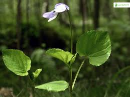 Attēlu rezultāti vaicājumam “Viola riviniana leaf”