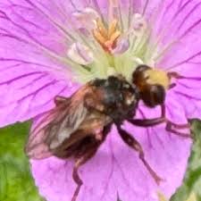 Attēlu rezultāti vaicājumam “Schoenus ferrugineus flower”