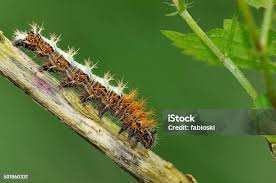 Attēlu rezultāti vaicājumam “Polygonia c-album larva”