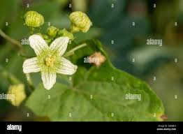 Attēlu rezultāti vaicājumam “Bryonia alba”