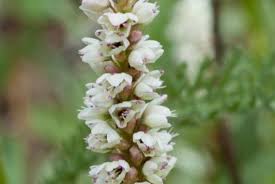 Attēlu rezultāti vaicājumam “Bistorta vivipara flower”