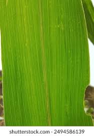 Attēlu rezultāti vaicājumam “Zea mays leaf”