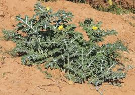 Attēlu rezultāti vaicājumam “Papaveraceae”