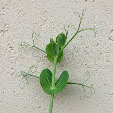 Attēlu rezultāti vaicājumam “Pisum sativum leaf”