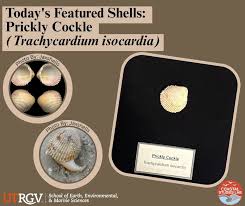 Attēlu rezultāti vaicājumam “Scardia boletella”