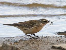 Image result for Anthus spinoletta