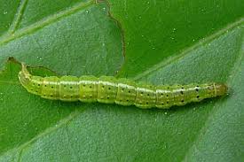 Attēlu rezultāti vaicājumam “Ypsolopha parenthesella”