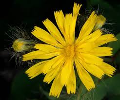 Attēlu rezultāti vaicājumam “Hieracium”