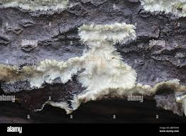 Attēlu rezultāti vaicājumam “Porotheleum fimbriatum”