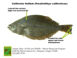 Image result for Parophrys vetulus