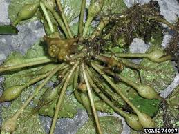 Attēlu rezultāti vaicājumam “Trapa natans”