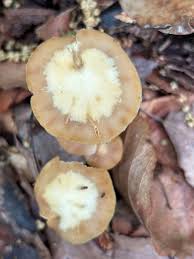 Attēlu rezultāti vaicājumam “Enerthenema papillatum stalked”