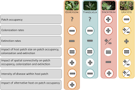 Attēlu rezultāti vaicājumam “Ochropsora ariae”