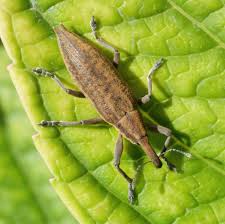 Attēlu rezultāti vaicājumam “Lixus iridis”