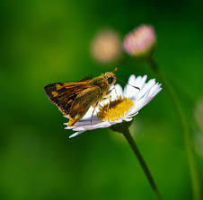 Attēlu rezultāti vaicājumam “Dianema nivale macro”