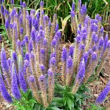 Attēlu rezultāti vaicājumam “Veronica spicata leaf”