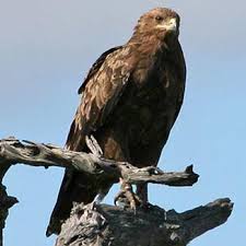 Attēlu rezultāti vaicājumam “Aquila pomarina”