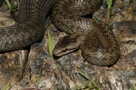 Attēlu rezultāti vaicājumam “Coronella austriaca”