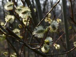 Attēlu rezultāti vaicājumam “Salix myrsinifolia leaf”
