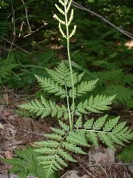 Attēlu rezultāti vaicājumam “Botrychium virginianum”