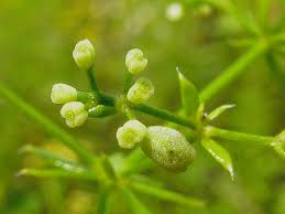 Attēlu rezultāti vaicājumam “Galium rivale”