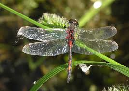 Attēlu rezultāti vaicājumam “Leucorrhinia rubicunda”