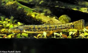 Attēlu rezultāti vaicājumam “Barbatula barbatula”