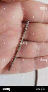 Attēlu rezultāti vaicājumam “Lachnella alboviolascens”