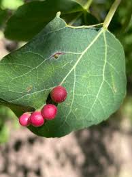 Attēlu rezultāti vaicājumam “Harmandia”