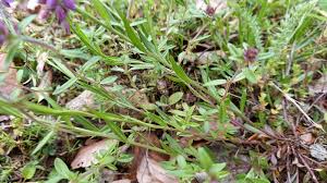 Attēlu rezultāti vaicājumam “Polygala vulgaris leaf”
