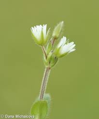 Attēlu rezultāti vaicājumam “Cerastium holosteoides fruit”