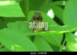 Attēlu rezultāti vaicājumam “Diachrysia tutti”