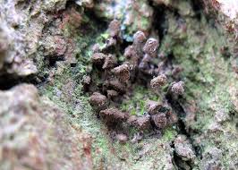 Attēlu rezultāti vaicājumam “Phleogena faginea stalked”