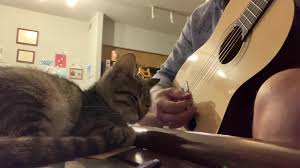 Image result for Cat sleeping in guitar