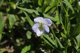 Image result for Veilchen