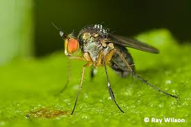 Attēlu rezultāti vaicājumam “Dolichopodidae”