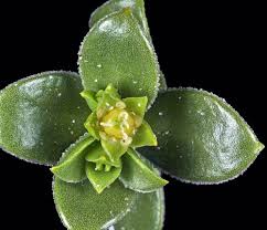 Attēlu rezultāti vaicājumam “Honckenya peploides flower”