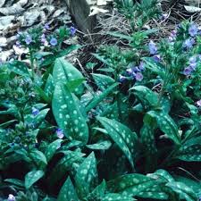 Attēlu rezultāti vaicājumam “Pulmonaria saccharata leaf”