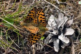 Attēlu rezultāti vaicājumam “Issoria lathonia underside”