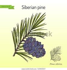 Attēlu rezultāti vaicājumam “Pinus sibirica”