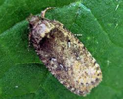 Attēlu rezultāti vaicājumam “Agonopterix heracliana”