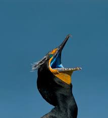Image result for Phalacrocorax auritus