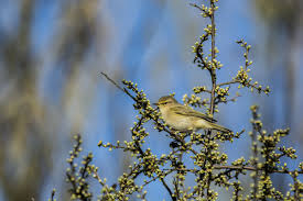 Attēlu rezultāti vaicājumam “Phylloscopus collybita adult”