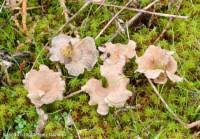 Attēlu rezultāti vaicājumam “Arrhenia spatulata”