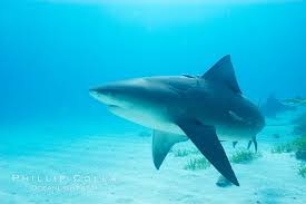 Image result for Carcharhinus leucas