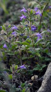 Attēlu rezultāti vaicājumam “Acinos arvensis flower”